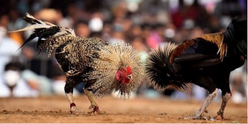 Tìm hiểu đôi nét về nền tảng đá gà 18Win